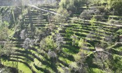 Dik yamaçta 60 yıllık emek, taş duvarlarla kurulan miras