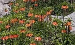 Diyarbakır'da 'ters laleler' doğayı renklendirdi