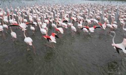 Eber Gölü'nde görsel şölen: Flamingolar renkli görüntüler oluşturdu