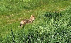 Edirne'de aç kalan çakal köye indi