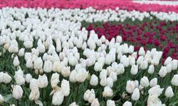 Emirgan Korusu'nda lale festivali başladı