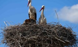 Esnafın merakla beklediği Rüzgar ve Nergis, 4'üncü yılında da aynı yuvaya döndü