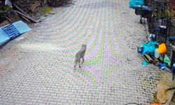 Feke'de yerleşim alanına inen kurt görüntülendi