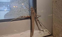 Gören bir daha baktı, boyutu şaşkınlık oluşturdu