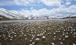 Güzeldere Vadisi'nde bahar şöleni: Çiğdemler görsel ziyafet sunuyor