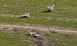 Havaların ısınmasıyla Muş'a toy kuşları gelmeye başladı