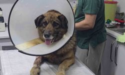 Havladığı için 4 kurşunla vurulan köpek hayata tutundu; Adını 'Kurşun' koydular