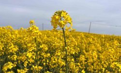 Hayrabolu'da çiçek açan 'Sarı Gelin', rengiyle büyülüyor