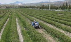 Isparta'da gül hasadı öncesi umutlar arttı: 13 bin ton rekolte bekleniyor