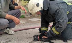 İtfaiye eri yangında dumandan etkilenen kediyi kalp masajı ile hayata döndürdü