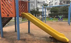 İzmir'de domuzlar sosyal hayatın parçası olmaya başladı