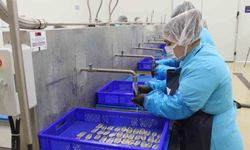 Kadın emeğiyle yükselen değer: Sinop lakerdası markalaşma yolunda