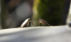 Kahverengi kokarcaya karşı mücadelede zehirli mantarlardan yararlanılacak