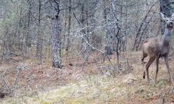 Karabük ormanlarının zarif sakinleri böyle görüntülendi