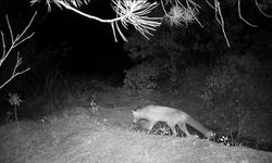 Karabük'te fotokapan yaban hayatını gözler önüne serdi