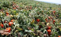 Karacabey'de salçalık domates ekiminde 'serbest'in fazla olması bekleniyor