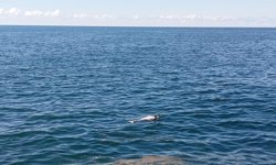 Karadeniz Ereğli'de sahilde ölü yunus bulundu