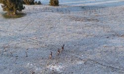 Karla kaplı dağlarda koşuşturan geyikler dronla böyle kaydedildi