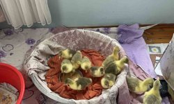 Kars'ta kazlar kuluçkada, köylerde seferberlik başladı