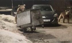 Kars'ta yerleşim bölgesine inen bozayılar çöpte yiyecek ararken görüntülendi