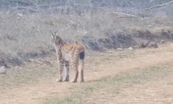 Kastamonu'da ormanda dolaşan vaşak görüntülendi