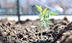 Kendi kompost gübresini üreten belediyeden 'ata tohumu' hamlesi