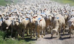 'Kırsalda Bereket Küçükbaşa Destek Projesi'nde son gün uyarısı