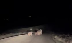 Kış uykusundan uyanan ayı ve yavruları yemek ararken görüntülendi