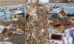 Kış uykusundan uyanan ayılar arılı kovanlara saldırdı