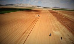 Konya Ovası'nda yağışlar rekolte beklentisini arttırdı