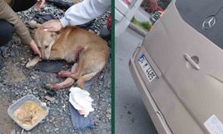 'Köpeğe çarptın' tartışması kamerada