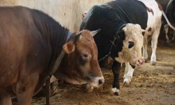 Kurbanlık alacaklara 'yaş' uyarısı