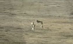 Kurt sürüsü arazide böyle görüntülendi