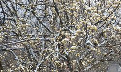 Kütahya'da nisan karı üreticileri endişelendirdi
