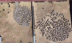 Kuzular anneleriyle buluştu, sevgi yumağı dron kamerasında