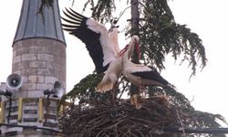 Leyleklere 'Saygılı' köy: Bütün elektrik direkleri yuva oldu, leylekler için tedbir alındı