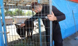 Mahalleye inen eşek ortalığı birbirine kattı