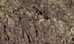 Malatya'da ayı ve yavrusu görüntülendi