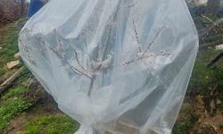 Malatya'da kayısı üreticileri zirai don için alarma geçti