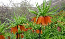 Malatya'da ters laleler doğayı renklendirdi