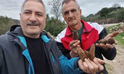 Manisa'da kuzugöbeği tutkusu engel tanımıyor