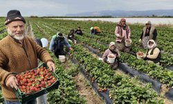 Mersin'de açıkta çilek hasadı başladı: İç pazarda kilogramı 65 ile 75 TL arasında