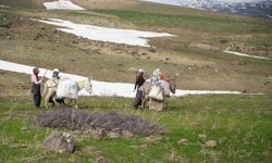 Muş'ta çiriş otu köylülerin geçim kaynağı oldu