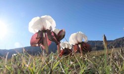 Oltu'da kurt kulakları meraları süslüyor