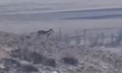 Özalp'te sürüye saldırmak için fırsat kollayan kurtlar görüntülendi