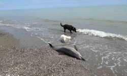 Sahile vuran ölü yunuslar tedirgin ediyor