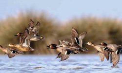 Savcının objektifinden yaban hayatı