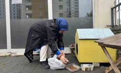 Şehir merkezine inen tilki kimseye aldırış etmeden karnını doyurdu