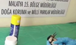 Sivas'ta bitkin halde bulunan ağaçkakan, tedavi edilip doğaya salındı