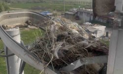 Sokak lambaları kuşlara yuva oldu